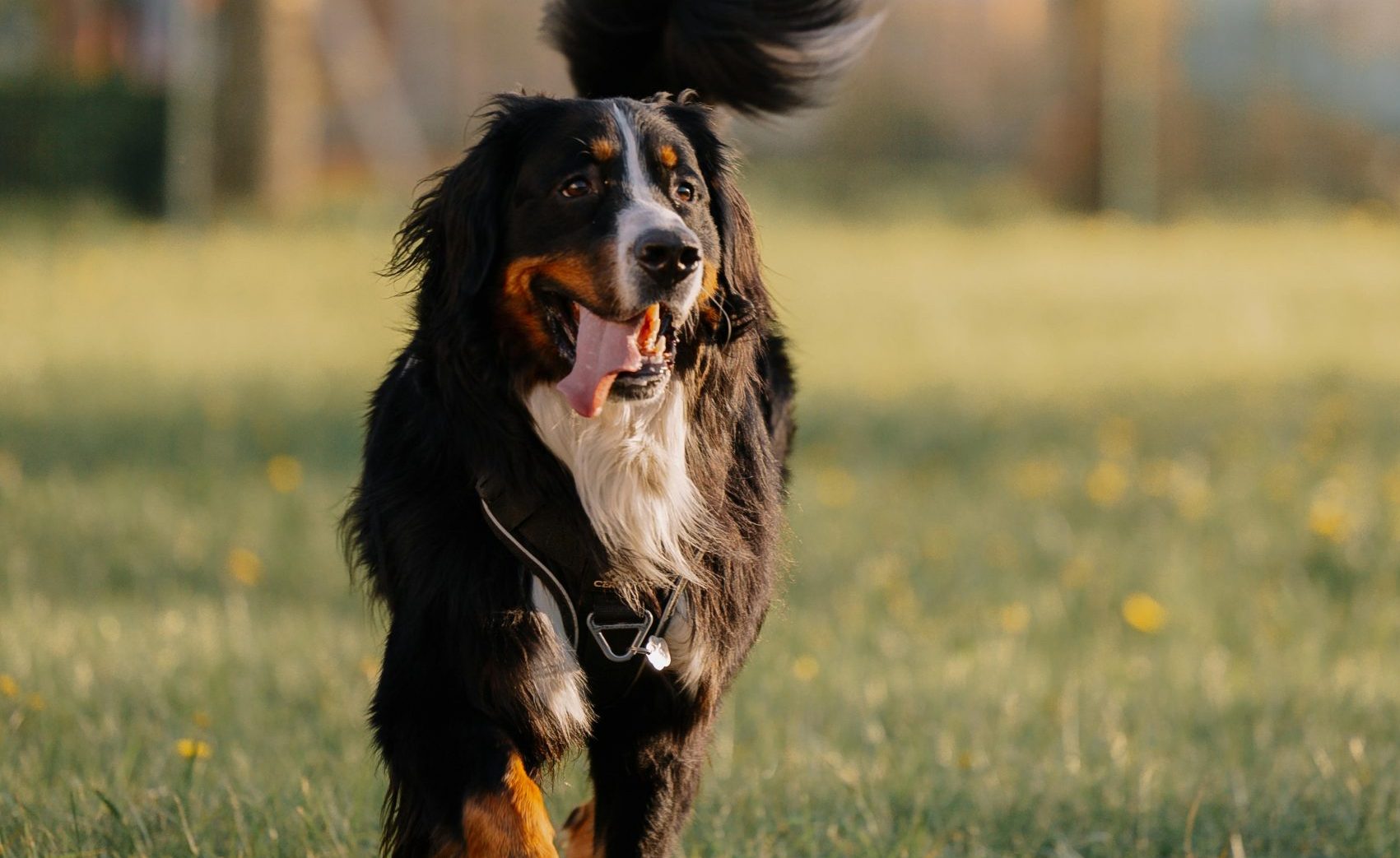 dog walkers pet sitters Garner NC dog walkers pet sitters Garner NC