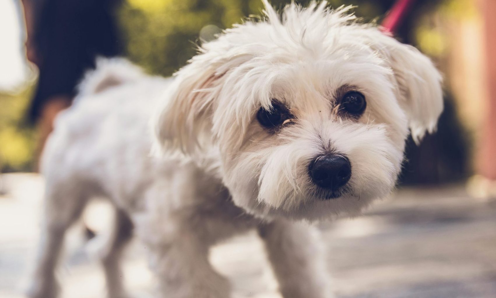 dog walking pet sitting dog walking pet sitting Garner NC