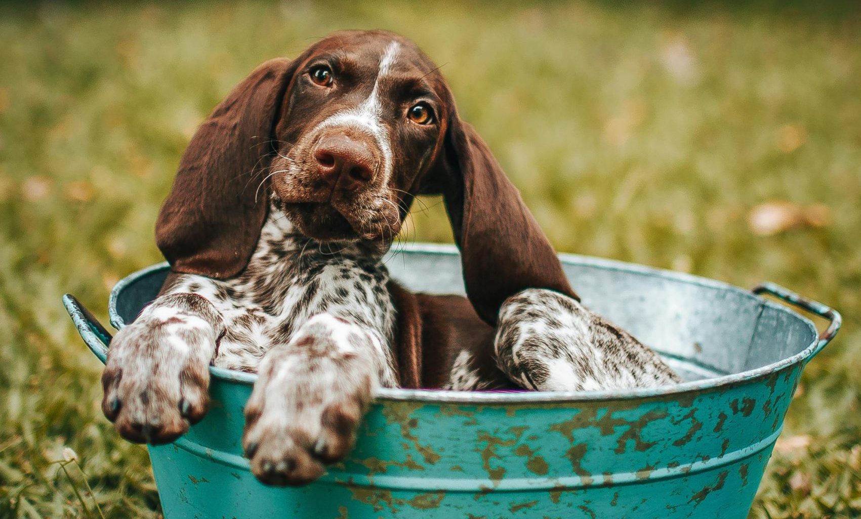 pet sitters dog walkers Garner NC pet sitters dog walkers Garner NC